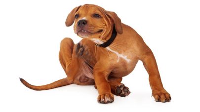 Tackling Atopic Dermatitis in Pets