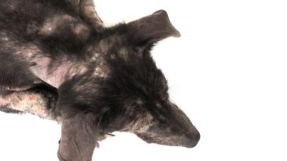 Why is My Dog Losing His Hair?