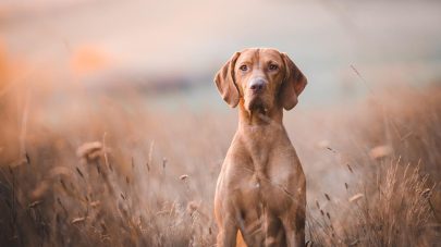 5 Reasons Why Your Dog May Have Diarrhoea