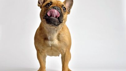 Why Does My Dog Keep Licking?