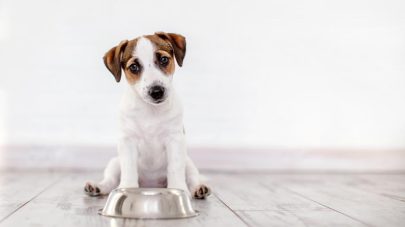 What is the best kind of pet food?