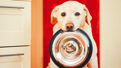 Why Is My Dog A Fussy Eater?