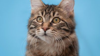 Hyperthyroidism in Cats