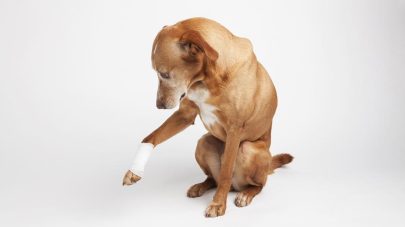 Dogs in pain – what is it and how to look for it?