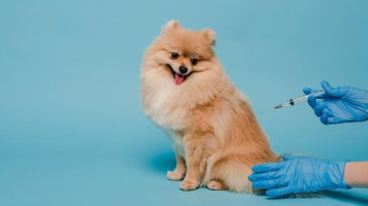 Facts on the Leptosporosis Vaccine