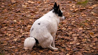 Constipation in Cats and Dogs!