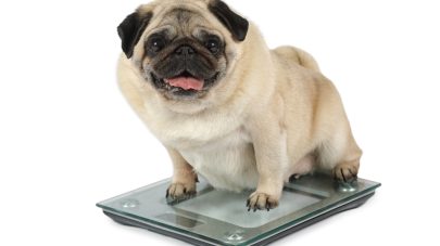 Obesity in Pets Part 1