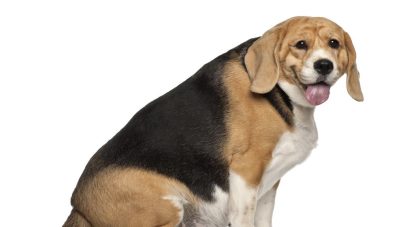 Obesity in Pets Part 2