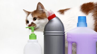 The Struggle of the Cat in our Toxic World