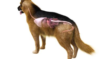 The Dog’s Digestive System