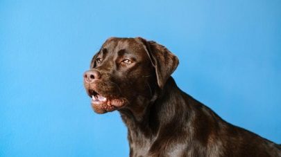 Foods to Feed in Liver Disease