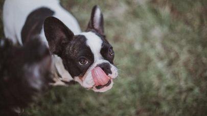 Why is My Dog Licking His Lips?