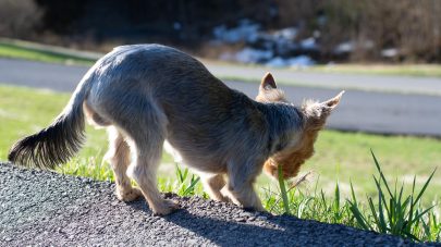 Why Does My Dog Eat Poop?