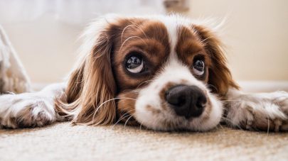 Heart Health in Dogs