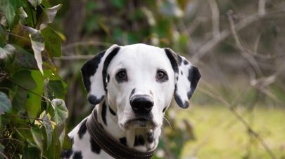 The Problem with Purines