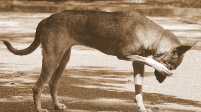 A Brief Guide to Histamine Intolerance for Dogs