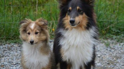 What Can Go Wrong with My Dog’s Gallbladder?