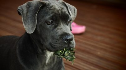 My Pet Eats Grass, Should I be Worried?