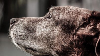 Keeping Your Senior Dog Healthy