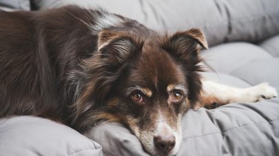 To Fast Or Not To Fast?  That Is The Question