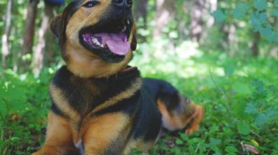 When Should I Be Worried About My Dog Panting?