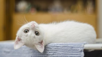 5 Tips To Keep Your Cat Healthy