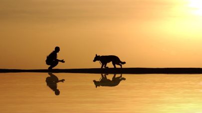 Why Are Dogs So Loyal?