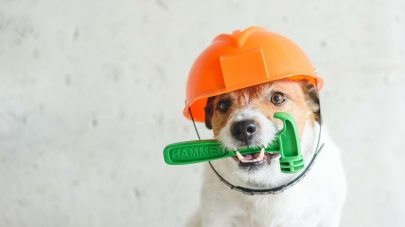 Jack Russell Terrier dog posing at renovation site