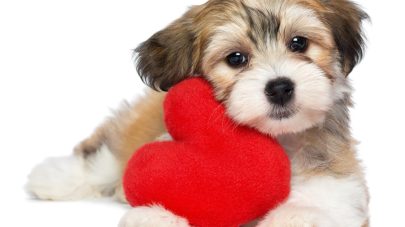 A cute lover valentine havanese puppy dog with a red heart isolated on white background