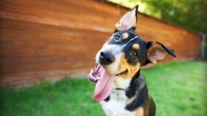 Curious and Happy Tricolor Dog with Tongue out