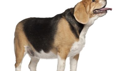 Fat Beagle, 3 years old, standing against white background