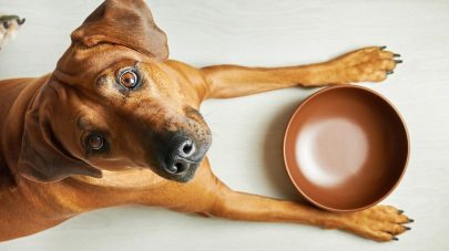 Hungry brown dog with empty bowl waiting for feeding, looking at camera, top view