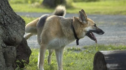 A front view of a german shephard urinating on a tree.