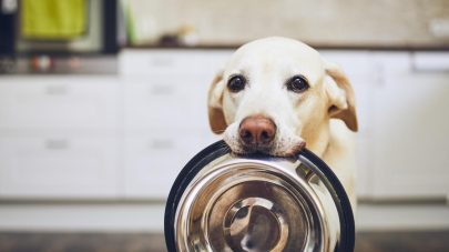 Hungry dog with sad eyes is waiting for feeding in home kitchen. Adorable yellow labrador retriever is holding dog bowl in his mouth.