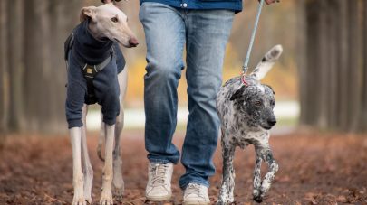 5 Mistakes Dog Owners Often Make