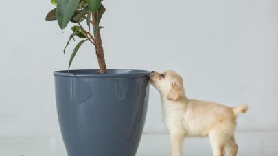 4 Air Purifying Plants That Are Safe for Pets