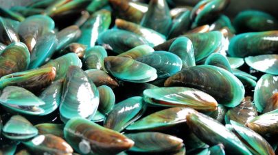 5 Superfoods for Joint Health in Dogs