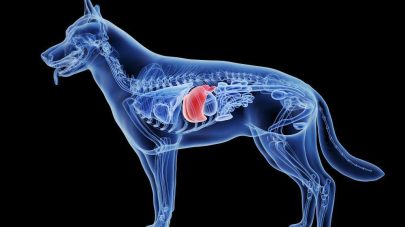 A Brief Guide to Liver Function in Pets
