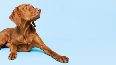Why Does My Dog Need Vitamins?  Part Two – The Water-Soluble Vitamins