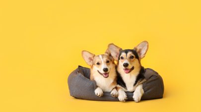 5 Wonderful Herbs for Dog Joint Care