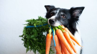Do Dogs Need Fibre?