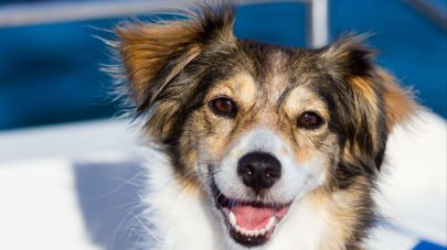 What Do My Pet’s Kidneys Do?