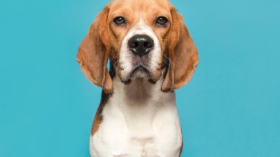 What is Canine Epilepsy?