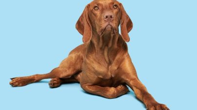 A Guide to Inflammation in Pets