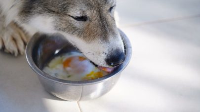 Can My Dog Eat Raw Eggs?