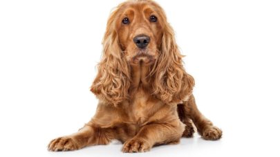 A Brief Guide to Our Pet’s Pancreas