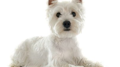 What is Addison’s Disease in Dogs?