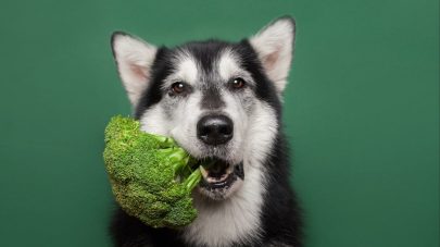 What Are Phytochemicals and Does My Dog Need Them?