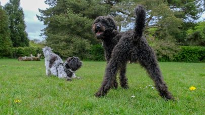 3 Top Tips For Anal Gland Health in Dogs