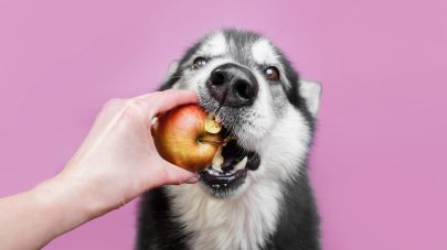 7 Foods That Add Fibre To Your Dog’s Diet